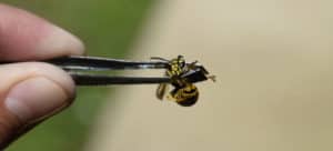 Bees, Wasps & Flys by Timothy McMahon