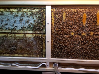 Permanent Observation Hive in home