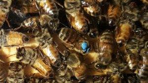 RECORDING: Beekeeping 201 Spring Manipulations & OTS Splits