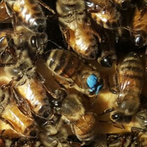 RECORDING: Beekeeping 201 Spring Manipulations & OTS Splits