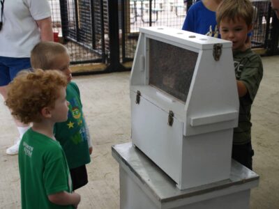 Portable Observation Hive