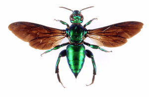 Orchid Bees:  The Little Things In Life