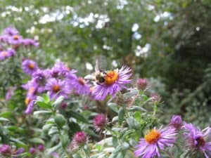 October Honey Bee Power Plant – Asters