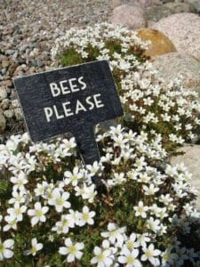 Lend Your Yard to a Beekeeper