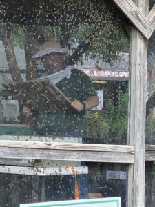 SIGN UP to give Live BEE DEMOs at MOCO Fair