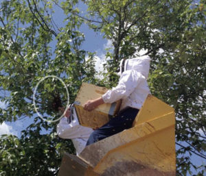 Toni getting a swarm in a skip loader